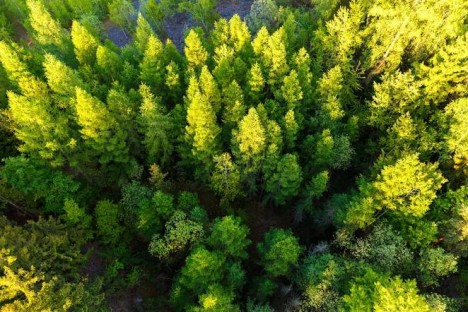 india trees