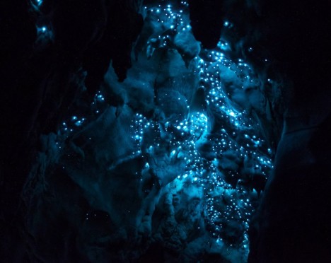 predator glow worms