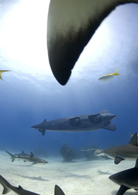 swimming-with-sharks